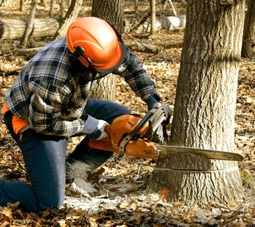 Tree Removal in Camak, GA